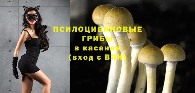 цена   Владимир  Галлюциногенные грибы Psilocybine cubensis 